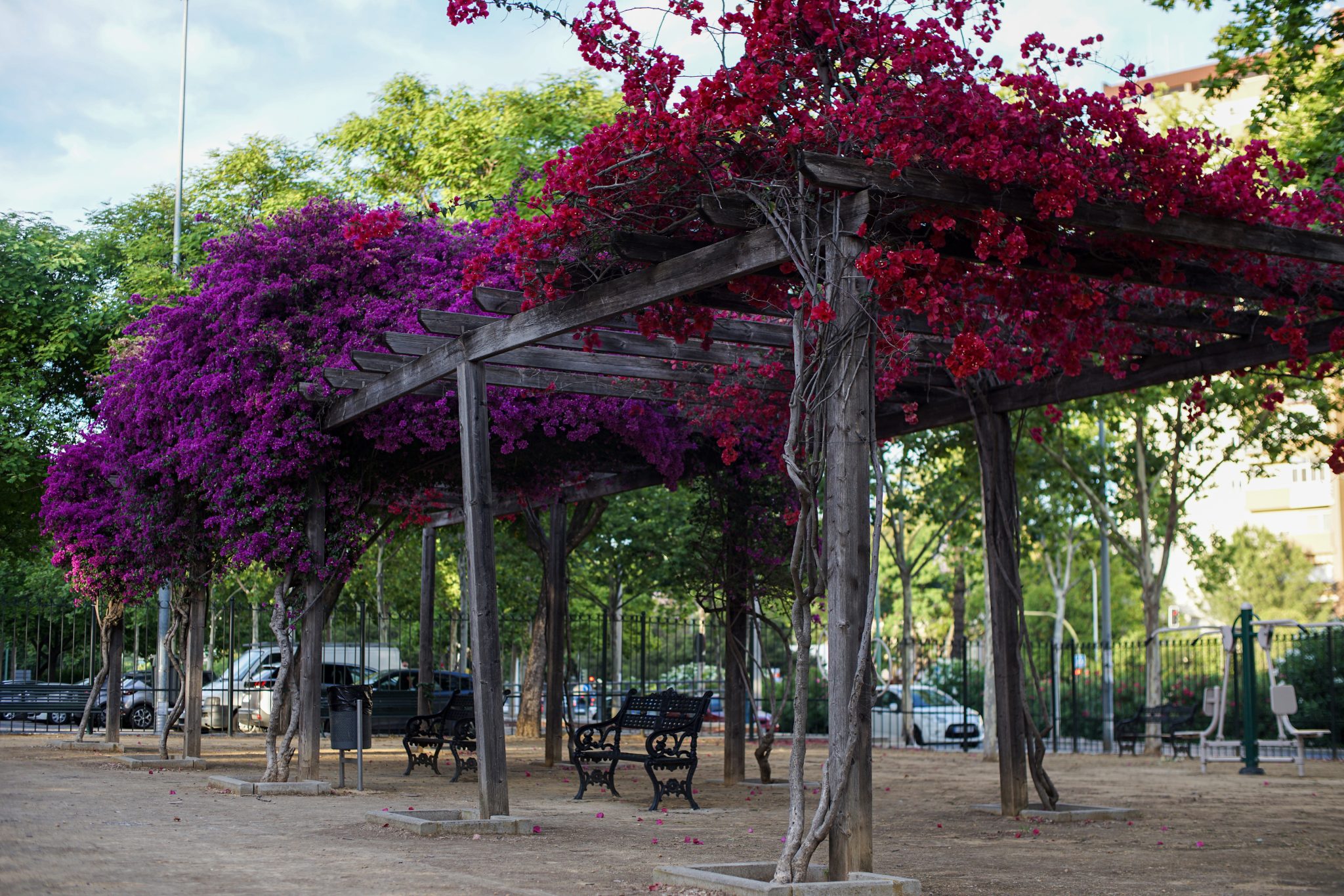 A fixed timber pergola over an outdoor space